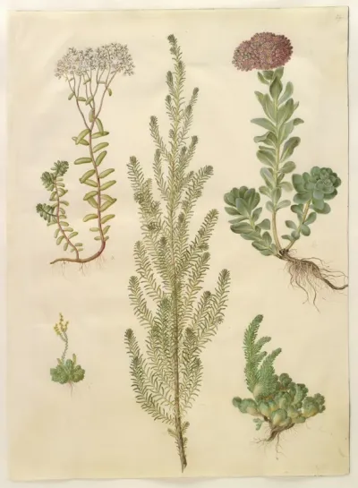 Sedum album (hvid stenurt); Sedum anacampseros (rundbladet stenurt); Sedum (stenurt); Suaeda vera (busk-strandgåsefod); Sedum rupestre (bjerg-stenurt)