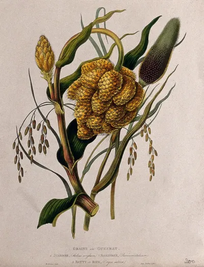 Seedheads of pasture grass (Holcus sp.), millet (Panicum sp.) and rice (Oryza sativa)