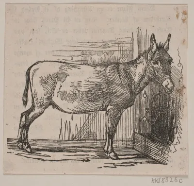 Æsel