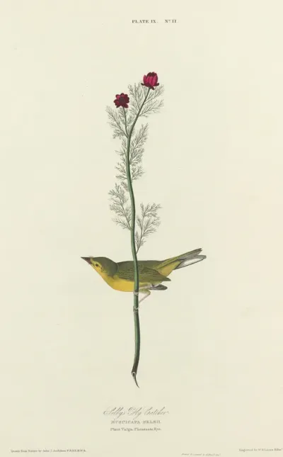 Selby's Flycatcher