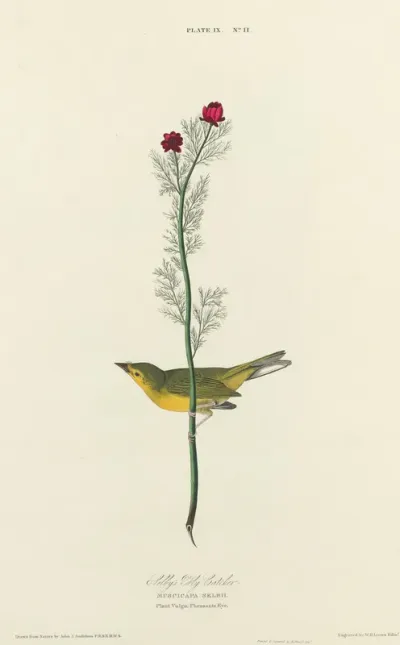 Selby's Flycatcher