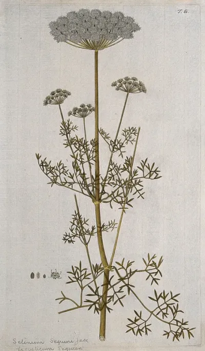 Selinum seguieri Jacq.: flowering stem with separate flower and fruit