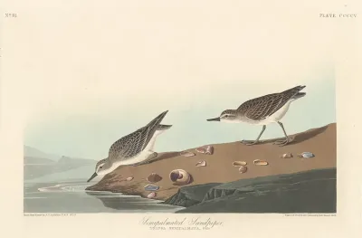 Semi-palmated Sandpiper