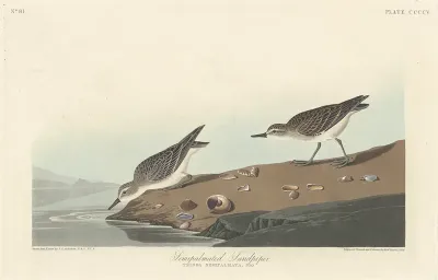 Semi palmated Sandpiper