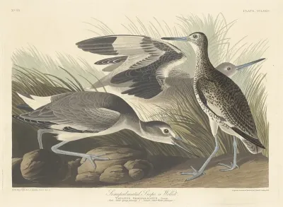 Semi palmated Snipe or Willet