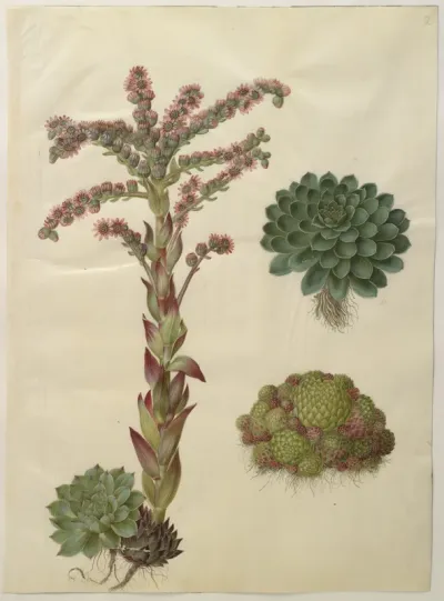 Sempervivum tectorum (almindelig husløg); Sempervivum montanum (bjerg-husløg)