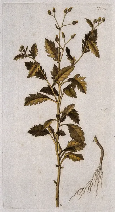 Senecio verbenaefolius: flowering stem and separate root