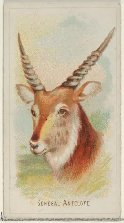 Senegal Antelope, from the Wild Animals of the World series (N25) for Allen & Ginter Cigarettes