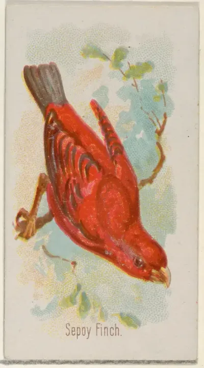 Sepoy Finch, from the Song Birds of the World series (N23) for Allen & Ginter Cigarettes