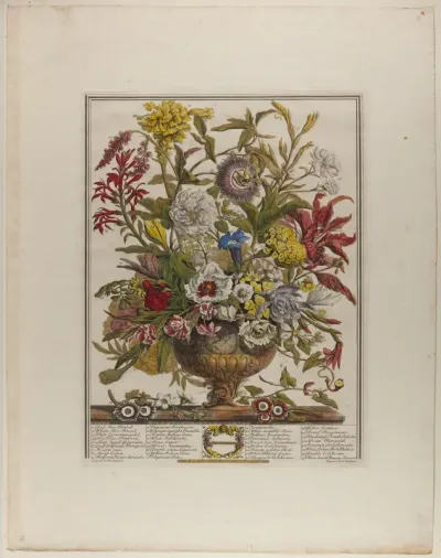 September, from Twelve Months of Flowers