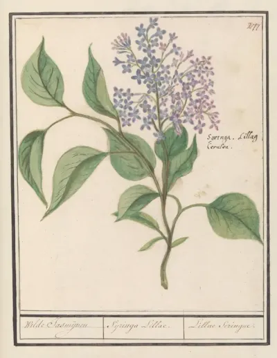 Sering (Syringa vulgaris)