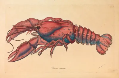 Serrated Lobster, Cancer serratus