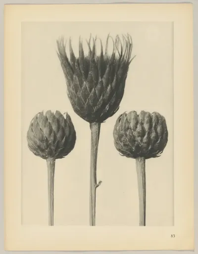 Serratula nudicaulis