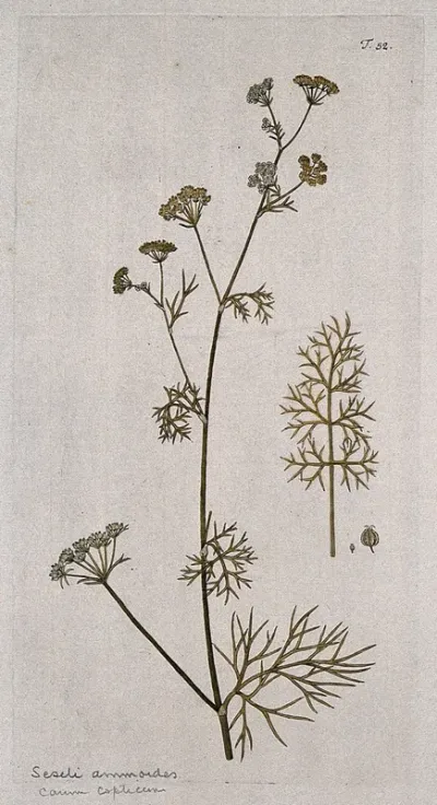 Seseli ammoides L.: flowering and fruiting stem with separate leaf and fruit
