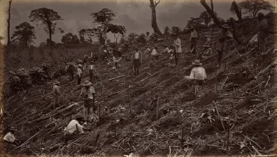 Setting out a Coffee Plantation at Antigua de Guatemala