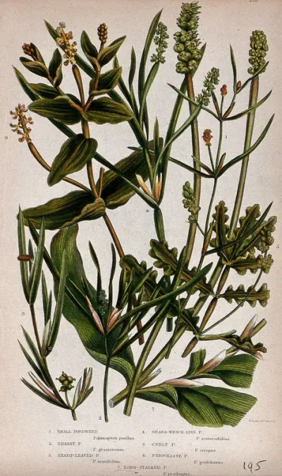 Seven aquatic flowering plants, all types of pondweed (Potamogeton species)