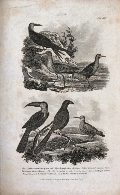 Seven birds: water rail, toucan, skimmer, avocet, woodcock, redshank and lesser tern