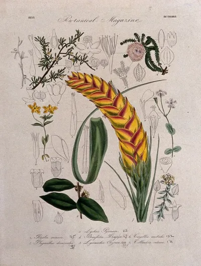 Seven British garden plants: flowering stems and floral segments