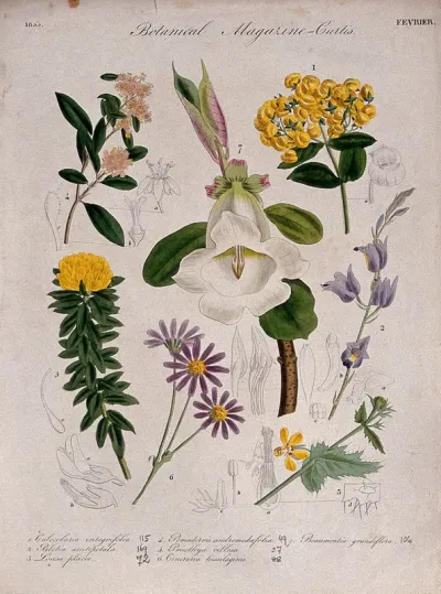Seven British garden plants: flowering stems and some floral segments