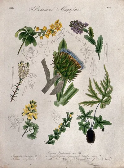 Seven British garden plants, including a cardoon: flowering stems and some floral segments