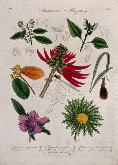 Seven British garden plants, including a coral tree: flowering stems and some floral segments