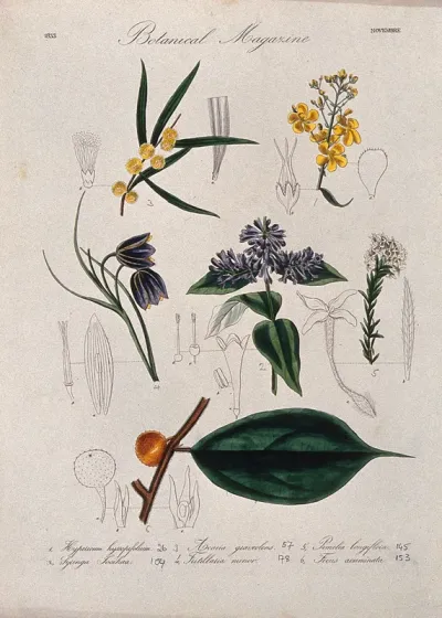 Seven British garden plants, including a fig: flowering stems and floral segments