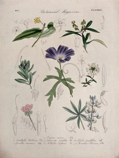 Seven British garden plants, including a lupin: flowering stems and floral segments