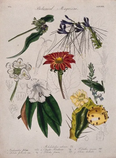 Seven British garden plants, including a rhododendron: flowering stems and floral segments