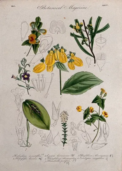 Seven British garden plants, including a slipper flower: flowering stems and floral segments