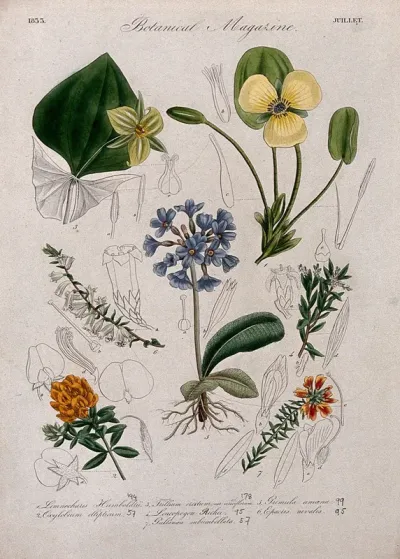 Seven British garden plants, including stinking Benjamin: flowering stems and some floral segments