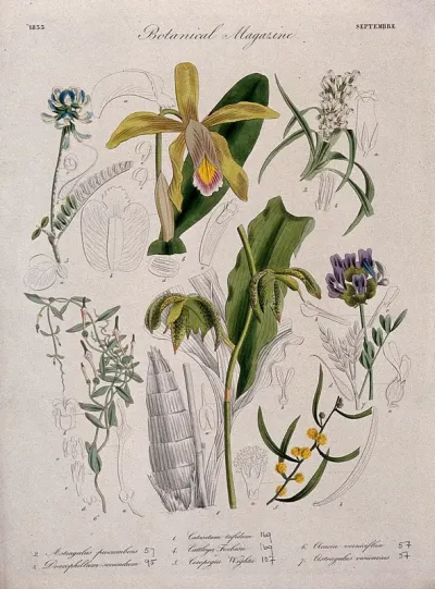 Seven British garden plants, including two orchids: flowering stems and floral segments