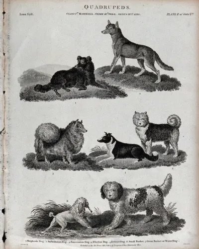 Seven different breeds of dogs of the genus canis