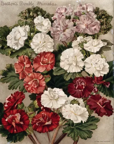 Seven different cultivars of double-flowered primulas