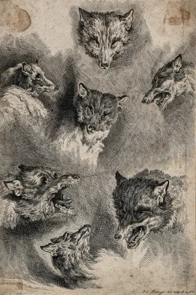 Seven different facial expressions of a fox, ranging from observant to defensive