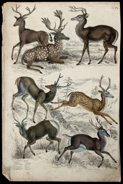 Seven different specimen of the family Cervidae (deer), showing the males with deciduos branching antlers in their natural habitat