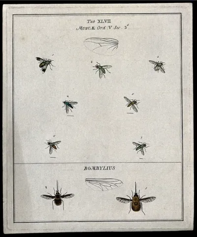 Seven flies (Muscæ species) and two bee flies (Bombylius species)