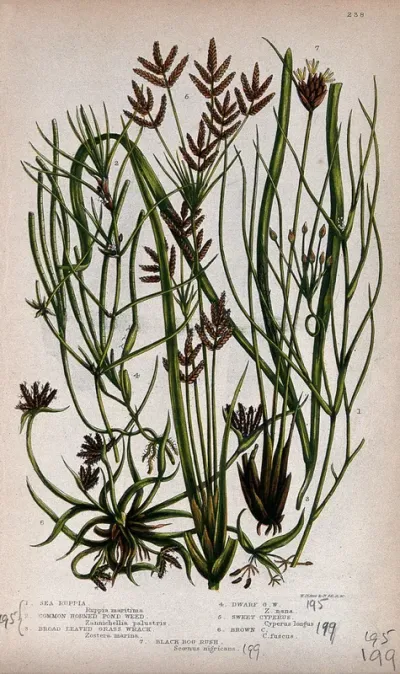 Seven flowering aquatic plants, including eelgrass (Zostera marina) and bog rush (Schoenus nigricans)