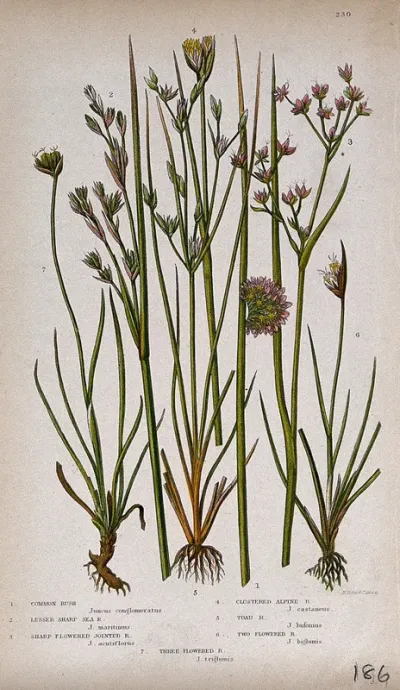 Seven flowering plants, all named types of rush (Juncus species)