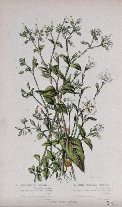 Seven flowering plants: all types of mouse-ear chickweed (Cerastium species)