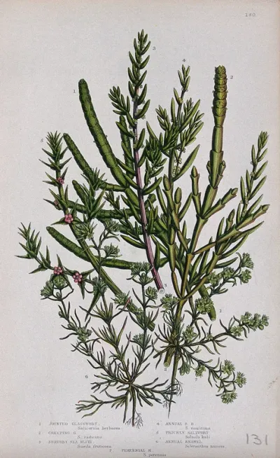 Seven flowering plants, including glasswort (Salicornia species), seablite (Suaeda species) and saltwort (Salsola species)