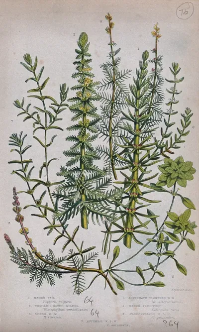 Seven flowering plants, including water milfoil (Myriophyllum species) and starworts (Callitriche species)