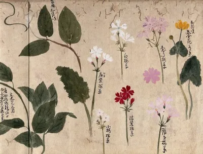 Seven flowering plants, one possibly a kingcup and six pinks (Dianthus species)