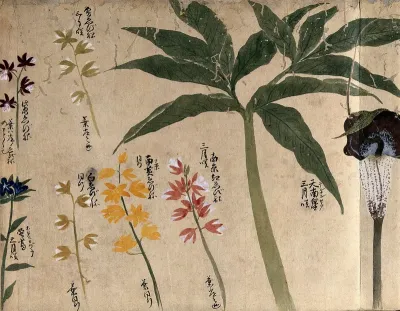 Seven flowering plants, one possibly a voodoo lily (Sauromatum venosum)