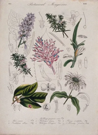 Seven garden plants: flowering stems and floral segments