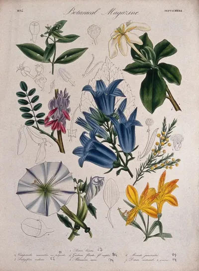 Seven garden plants, including a Cape jasmine: flowering stems and floral segments
