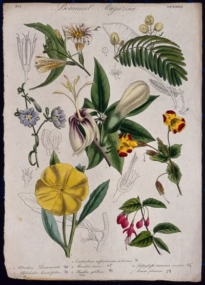 Seven garden plants, including a fuchsia and monkey flower: flowering stems and floral segments
