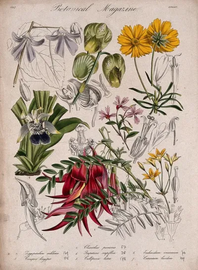 Seven garden plants, including a glory pea and two orchids: flowering stems and floral segments