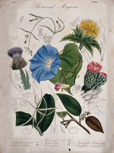 Seven garden plants, including a hèavenly blue' ipomoea: flowering stems and floral segments