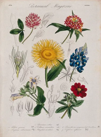Seven garden plants, including a lupin and buffalo clover: flowering stems and floral segments