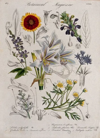 Seven garden plants, including an amaryllis and a blanket flower: flowering stems and floral segments